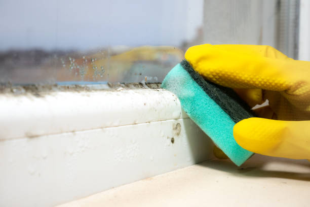 Best Mold Prevention Services  in Gananda, NY